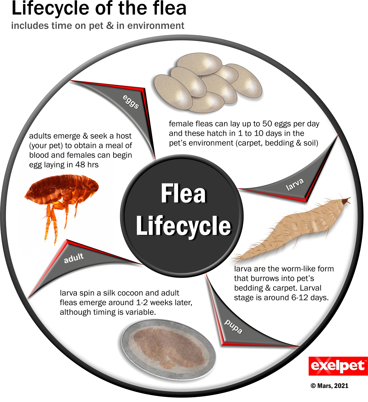 Flea lifecycle